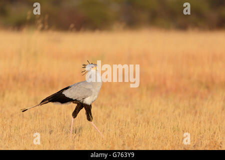 secretary bird, savanna, Botswana, Africa / (Sagittarius serpentarius) Stock Photo