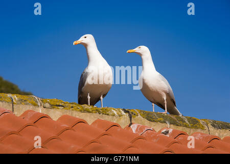 UK, England, Yorkshire, Staithes, seagulls on cottage roof Stock Photo