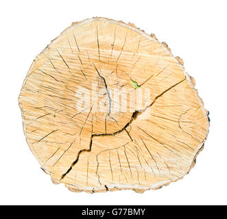 sawed birch tree cut isolated on a white background Stock Photo