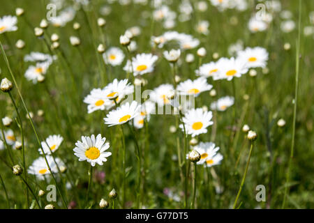 Wild Michaelmas daisies in grass Stock Photo