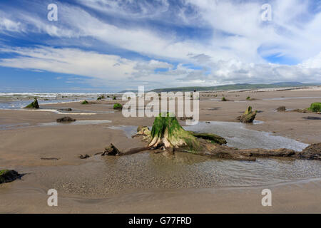 Submerged forest exposed at low tide, Borth beach, Ceredigion, Wales, UK Stock Photo