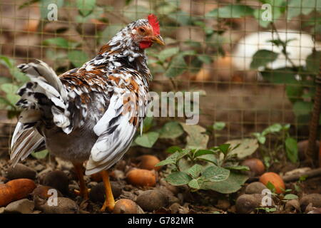 Speckled chicken by a wire fence in a barnyard