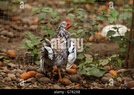 Speckled chicken by a wire fence in a barnyard