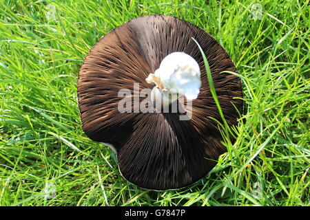 Freshly picked, British Field mushroom on grass, underside showing.