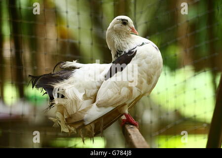 Fan tailed pigeon perched on a stick Stock Photo