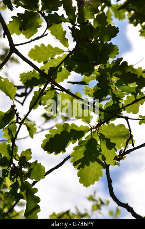 Backlit green oak leaves in the sun Stock Photo