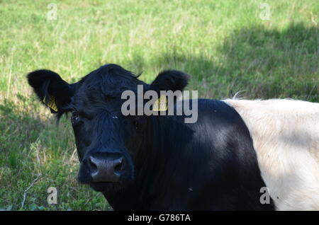 Black and white cow looking straight at camera Stock Photo