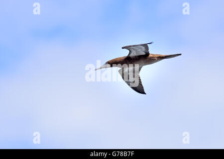 The brown morph of the Red-footed Booby (Sula sula) in flight on Ascension Island in the South Atlantic Stock Photo