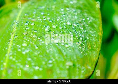 Raindrops on leaf of banana plant Stock Photo