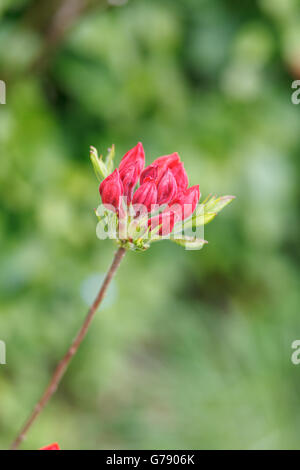 Red azalea bud in garden in spring, UK Stock Photo