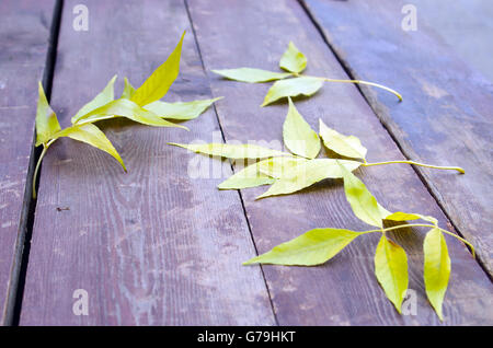 Selective focus on the yellow autumn leaves ash that fell on old brown table made of wooden planks. Stock Photo