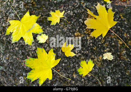 Several large and small yellow autumn maple leaves lie on a big old stone with moss. Stock Photo