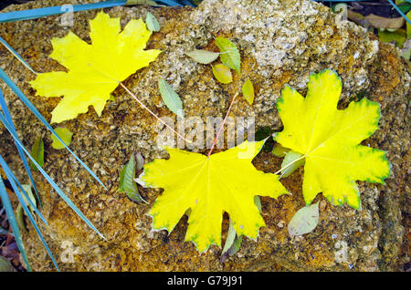 Top view of several big and small yellow autumn leaves lie on a big limestone in the park. Selective focus. Stock Photo