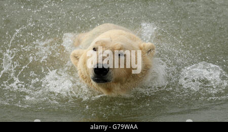 Victor, England's only captive polar bear takes a swim as he is unveiled at his new home at the Yorkshire Wildlife Park in Doncaster after making the journey from Holland by ferry. Stock Photo
