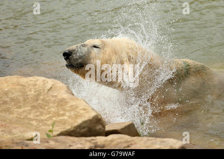 Victor, England's only captive polar bear takes a swim as he is unveiled at his new home at the Yorkshire Wildlife Park in Doncaster after making the journey from Holland by ferry. Stock Photo