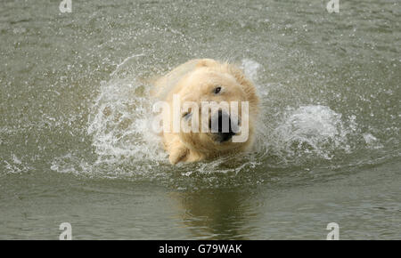 Yorkshire Wildlife Park polar bear Stock Photo