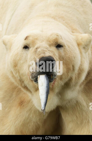 Yorkshire Wildlife Park polar bear Stock Photo