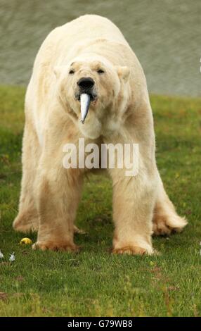 Yorkshire Wildlife Park polar bear Stock Photo