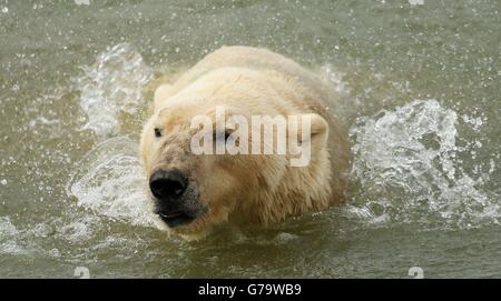 Yorkshire Wildlife Park polar bear Stock Photo