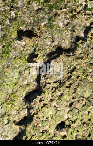 The surface of the old boulders with moss close-up in the bright autumn sun for use as a background. Selective focus. Stock Photo