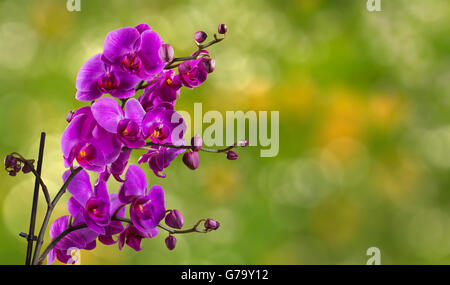 purple orchid flower close up on blurred green garden background Stock Photo