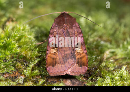 Purple clay moth (Diarsia brunnea). British woodland insect in the family Noctuidae, showing purple tinge to wings Stock Photo