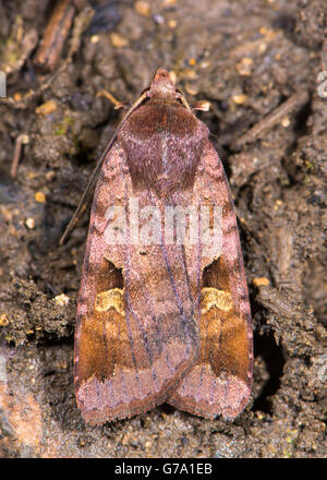 Purple clay moth (Diarsia brunnea) from above. British woodland insect in the family Noctuidae, showing purple tinge to wings Stock Photo