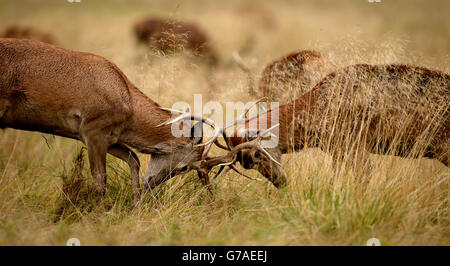 Two young Red deer stags practice their rutting in the long grass in Richmond Park, London. Stock Photo