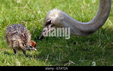 Newborn ostrich chick with it's mother Stock Photo