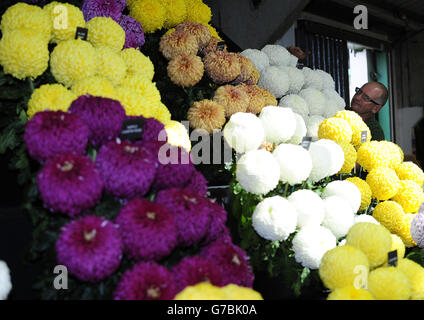 Chrysanthemums on show as exhibitors prepare their stands for the Harrogate Autumn Flower Show which begins tomorrow. Stock Photo