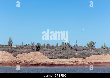 Eagle flies in the Sonora desert sky Stock Photo