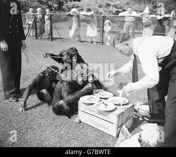 A Chimpanzee tea party at London Zoo Stock Photo - Alamy