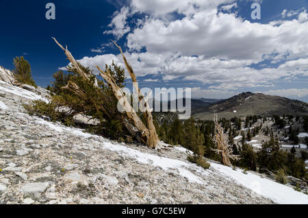 Ancient Bristlecone Pine Forest under the perfect blue sky. Stock Photo