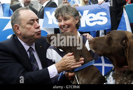 Scottish First Minister Alex Salmond is with two German short haired pointers and Yes supporters in Turriff during a historic day for Scotland as voters determine whether the country should remain part of the United Kingdom. Stock Photo