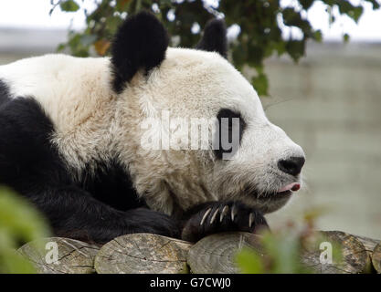 Panda pregnancy Stock Photo