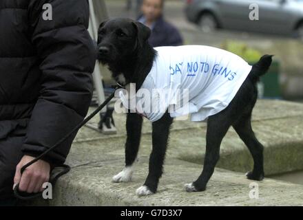 A dog urges people to 'Say No To Guns' in the Old Market Square, Nottingham, during a minute's silence to pay respect to 14-year-old Danielle Beccan. The teenager was shot and killed as she returned from a fair. The ceremony also called on the people of Nottingham to reject gun crime and gun culture. Nottingham has seen an explosion of drug and gun crime in recent years, leading the county force's chief constable, Steve Green, to comment that his force was being swamped by gun and drug crime in the city. Stock Photo