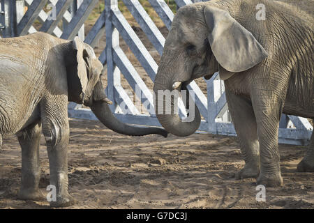 Young bull elephant nine-year-old Janu, left, meets his new friend, 29-year-old female Buta, as both African elephants are introduced to each other at Elephant Eden, Noah's Ark Zoo Farm, the largest elephant habitat in northern Europe, at Wraxall, North Somerset. Stock Photo