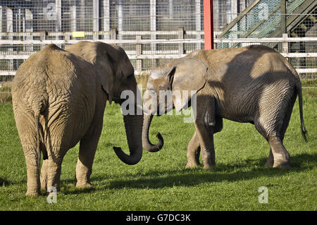 Young bull elephant nine-year-old Janu, right, meets his new friend, 29-year-old female Buta, as both African elephants are introduced to each other at Elephant Eden, Noah's Ark Zoo Farm, the largest elephant habitat in northern Europe, at Wraxall, North Somerset. Stock Photo