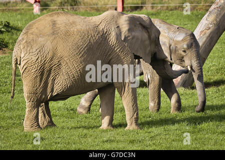 Young bull elephant nine-year-old Janu, is greeted by an outstretched trunk of his new friend, 29-year-old female Buta, as both African elephants are introduced to each other at Elephant Eden, Noah's Ark Zoo Farm, the largest elephant habitat in northern Europe, at Wraxall, North Somerset. Stock Photo