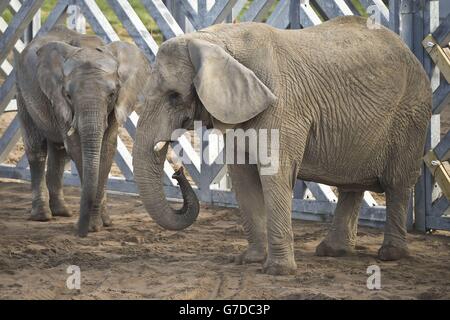 Young bull elephant nine-year-old Janu, left, meets his new friend, 29-year-old female Buta, as both African elephants are introduced to each other at Elephant Eden, Noah's Ark Zoo Farm, the largest elephant habitat in northern Europe, at Wraxall, North Somerset. Stock Photo