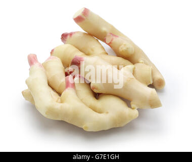 fresh young ginger roots, ingredient of japanese sushi ginger isolated on white background Stock Photo