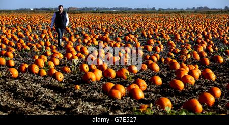 Sales Manager Stuart Gibson, from KJ Curson Growers in Upwell Cambridgeshire looks over a field of pumpkins before they are harvested for halloween, the farm will grow and sell over a million pumpkins over the season. Stock Photo