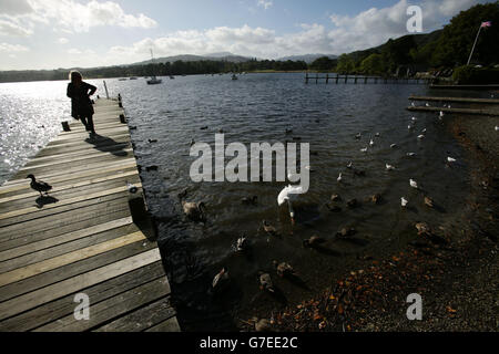 Lake District Views. Ducks and swans on Lake Windermere in Waterhead, Ambleside, in the Lake District, Cumbria. Stock Photo