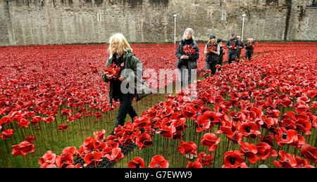 A group of volunteers remove poppies from the moat of the Tower of London, as work begins dismantling the 'Blood Swept Lands and Seas of Red' installation which captured the imagination of Britain as it commemorated the centenary of the First World War. Stock Photo