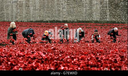 Volunteers remove poppies from the moat of the Tower of London, as work begins dismantling the 'Blood Swept Lands and Seas of Red' installation, which captured the imagination of Britain as it commemorated the centenary of the First World War. Stock Photo