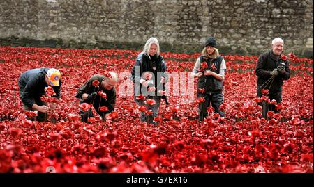 Volunteers remove poppies from the moat of the Tower of London, as work begins dismantling the 'Blood Swept Lands and Seas of Red' installation, which captured the imagination of Britain as it commemorated the centenary of the First World War. Stock Photo