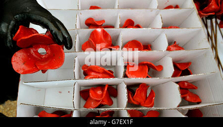 Volunteers take apart poppies from the moat of the Tower of London, as work begins dismantling the 'Blood Swept Lands and Seas of Red' installation, which captured the imagination of Britain as it commemorated the centenary of the First World War. Stock Photo