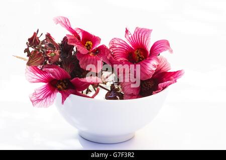 Roselle (Hibiscus sabdariffa)  flower in a bowl on white background Stock Photo