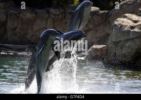 Dreamflight charity flight Stock Photo