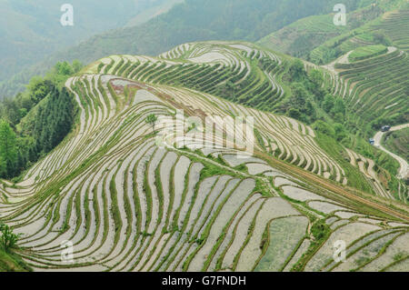 Beautiful rice terraces Jinkeng in Longji, Guangxi Autonomous Region, China Stock Photo